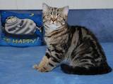 Кошки, котята Британская короткошерстная, цена 5200 Грн., Фото
