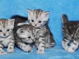 Кошки, котята Британская короткошерстная, цена 7500 Грн., Фото