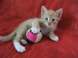 Кошки, котята Карельский бобтейл, цена 500 Грн., Фото