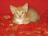 Кошки, котята Карельский бобтейл, цена 500 Грн., Фото