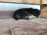 Собаки, щенята Пекінес, ціна 700 Грн., Фото