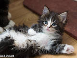 Кошки, котята Мэйн-кун, цена 5000 Грн., Фото