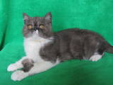 Кошки, котята Экзотическая короткошерстная, цена 990 Грн., Фото