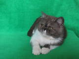 Кошки, котята Экзотическая короткошерстная, цена 990 Грн., Фото