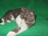 Кішки, кошенята Екзотична короткошерста, ціна 990 Грн., Фото