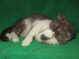Кішки, кошенята Екзотична короткошерста, ціна 990 Грн., Фото