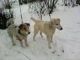 Собаки, щенята Гладкошерста фокстер'єр, ціна 100 Грн., Фото