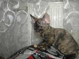Кошки, котята Девон-рекс, цена 2500 Грн., Фото