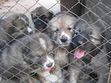 Собаки, щенки Кавказская овчарка, цена 4500 Грн., Фото