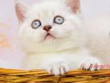 Кошки, котята Шотландская короткошерстная, цена 15000 Грн., Фото