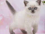 Кішки, кошенята Шотландська короткошерста, ціна 15000 Грн., Фото