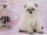 Кошки, котята Шотландская короткошерстная, цена 15000 Грн., Фото