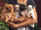 Собаки, щенки Чихуа-хуа, цена 3500 Грн., Фото