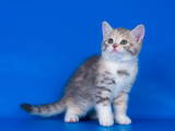 Кішки, кошенята Шотландська короткошерста, ціна 3500 Грн., Фото