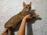 Кошки, котята Бенгальская, цена 9500 Грн., Фото