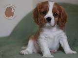 Собаки, щенки Кавалер-Кинг-Чарльз спаниель, цена 35000 Грн., Фото