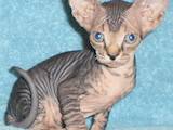 Кошки, котята Канадский сфинкс, цена 1000 Грн., Фото