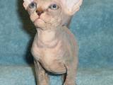 Кішки, кошенята Канадський сфінкс, ціна 1000 Грн., Фото