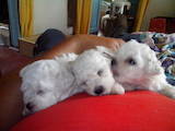 Собаки, щенки Бишон фрисе, цена 8000 Грн., Фото