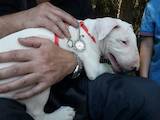 Собаки, щенята Бультер'єр, ціна 15000 Грн., Фото