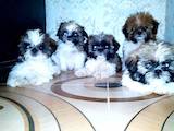 Собаки, щенки Ши-тцу, цена 3000 Грн., Фото