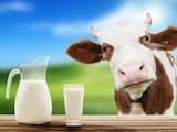 Продовольствие Молочная продукция, Фото
