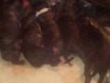 Собаки, щенята Стаффордширський бультер'єр, ціна 1000 Грн., Фото
