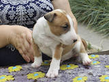 Собаки, щенята Мініатюрний бультер'єр, ціна 25000 Грн., Фото
