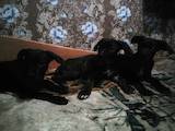 Собаки, щенята Кане Корсо, ціна 2500 Грн., Фото