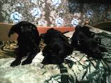 Собаки, щенки Кане Корсо, цена 2500 Грн., Фото