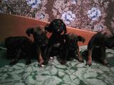 Собаки, щенки Кане Корсо, цена 2500 Грн., Фото