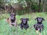 Собаки, щенята Кане Корсо, ціна 2500 Грн., Фото