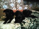 Собаки, щенята Бордоський дог, ціна 2000 Грн., Фото