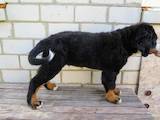 Собаки, щенята Великий Швейцарський зенненхунд, ціна 17000 Грн., Фото