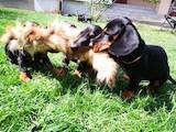 Собаки, щенята Гладкошерста такса, ціна 5500 Грн., Фото