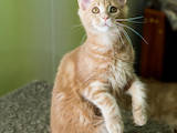 Кошки, котята Мэйн-кун, цена 2450 Грн., Фото