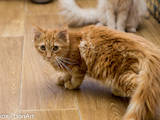 Кішки, кошенята Мейн-кун, ціна 2450 Грн., Фото