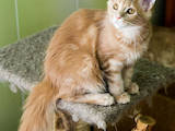Кішки, кошенята Мейн-кун, ціна 2450 Грн., Фото