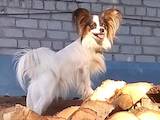 Собаки, щенята Папільон, Фото