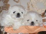 Собаки, щенки Пекинес, цена 6000 Грн., Фото