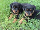 Собаки, щенки Ротвейлер, цена 4500 Грн., Фото