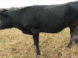 Животноводство,  Сельхоз животные Крупно-рогатый скот, цена 8000 Грн., Фото
