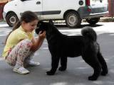 Собаки, щенята Американський акіта, ціна 40000 Грн., Фото