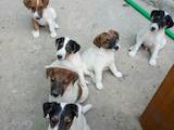 Собаки, щенки Гладкошерстный фокстерьер, цена 2600 Грн., Фото