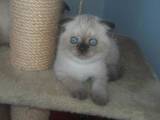 Кошки, котята Колор-пойнт короткошерстный, цена 3000 Грн., Фото