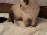 Кошки, котята Колор-пойнт короткошерстный, цена 3000 Грн., Фото