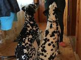 Собаки, щенята Далматин, ціна 2500 Грн., Фото