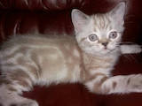 Кошки, котята Шотландская короткошерстная, цена 900 Грн., Фото