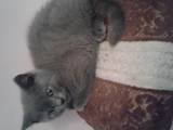 Кішки, кошенята Британська короткошерста, ціна 500 Грн., Фото