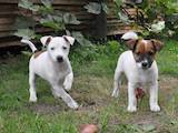 Собаки, щенята Джек Рассел тер'єр, ціна 4000 Грн., Фото